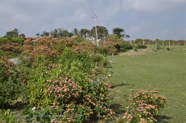 On Route to Ooty_DSC5190_H600